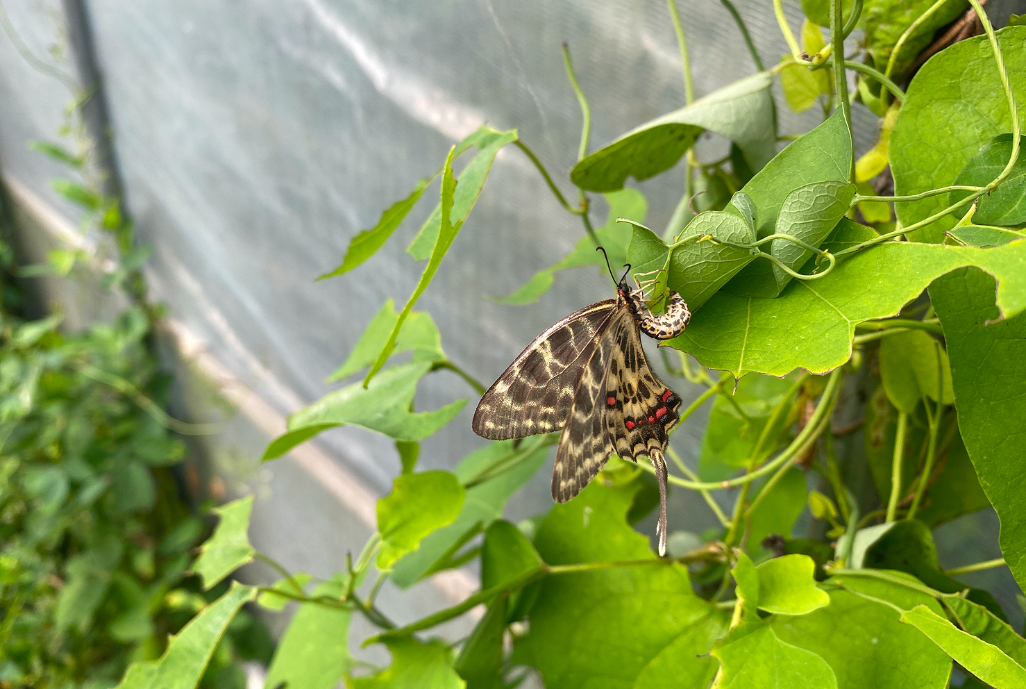 자연관찰 학습 프로그램 도입